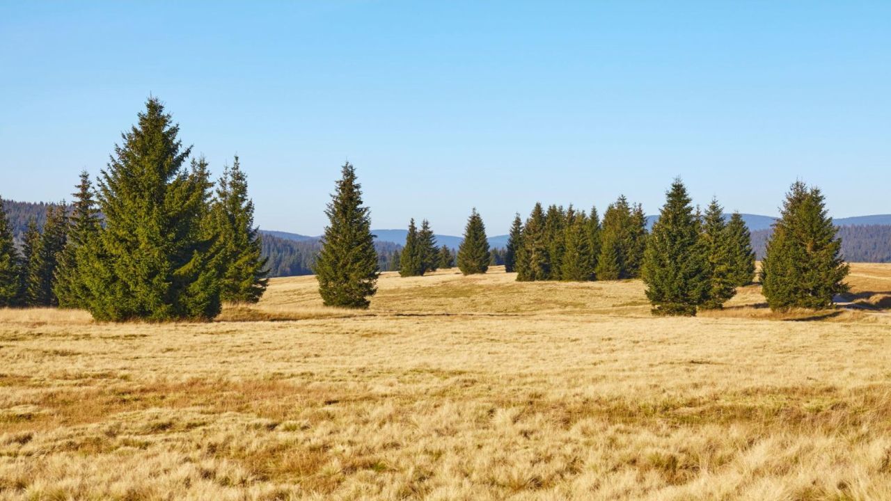 Peatlands Losing Battle Against Drought as Climate Crisis Worsens