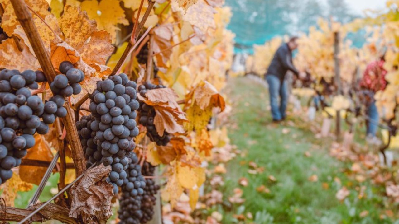 Transforming UK Viticulture: A Project to Boost Robotics and AI